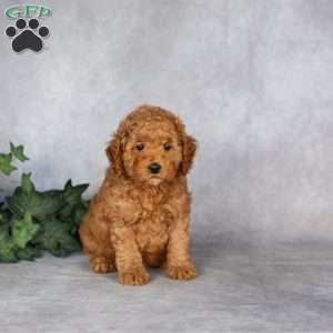 Felix, Miniature Poodle Puppy